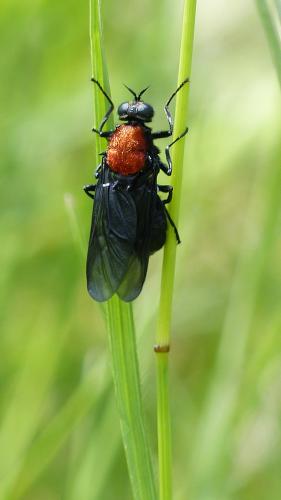 Clitellaria ephippium